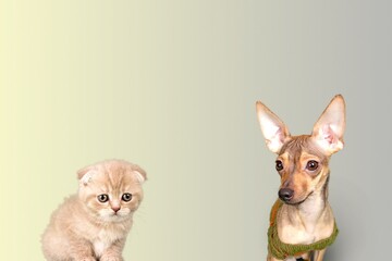 Funny kitten and smiling dog on background. Lovely fluffy cat and puppy