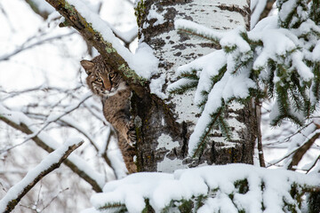 Bobcat (Felis rufus) clinging to a Wisconsin poplar tree in November