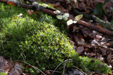 Im Wald, der Natur, zur Freude am Farben, Pflanzen, Bäumen und Jahreszeiten.
In the forest, in nature, to enjoy colors, plants, trees and the seasons