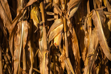 Close-up of a Wisconsin corn cob in October