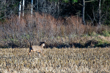 White-tailed deer buck  (odocoileus virginianus) running across a Wisconsin cornfield during the rut in November