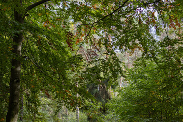 Im Wald, der Natur, zur Freude am Farben, Pflanzen, Bäumen und Jahreszeiten.
In the forest, in nature, to enjoy colors, plants, trees and the seasons