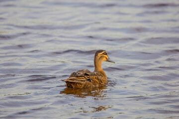 Duck Bird swimming in water lake