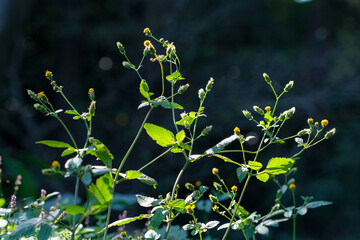 衣服に付くセンダングサの実
