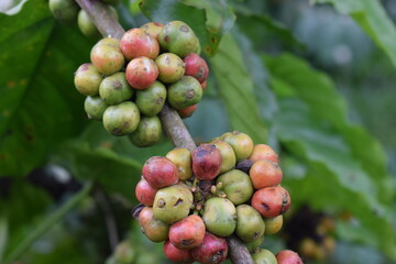 coffee  on trees 