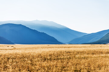 Fototapeta premium Kurai steppe in the Altai Mountains