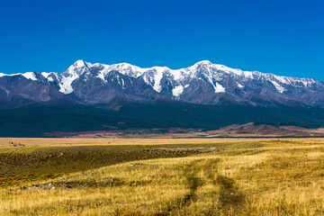 Kurai steppe in the Altai Mountains