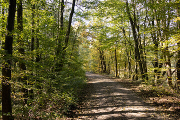 Obraz premium Im Wald, der Natur, zur Freude am Farben, Pflanzen, Bäumen und Jahreszeiten. In the forest, in nature, to enjoy colors, plants, trees and the seasons