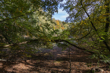 Im Wald, der Natur, zur Freude am Farben, Pflanzen, Bäumen und Jahreszeiten.
In the forest, in nature, to enjoy colors, plants, trees and the seasons