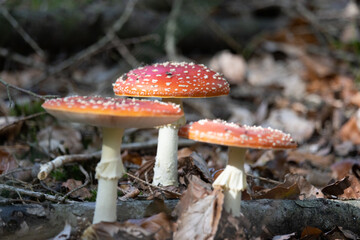 Im Wald, der Natur, zur Freude am Farben, Pflanzen, Bäumen und Jahreszeiten.
In the forest, in nature, to enjoy colors, plants, trees and the seasons