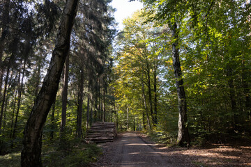 Im Wald, der Natur, zur Freude am Farben, Pflanzen, Bäumen und Jahreszeiten.
In the forest, in nature, to enjoy colors, plants, trees and the seasons