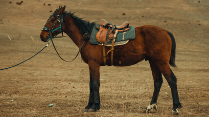 horse in the field