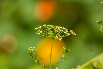 Bee sitting on yellow flowers
