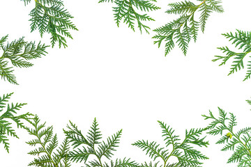 White background with frame of green thuja twigs; copy space