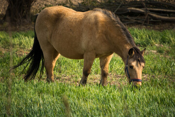 jasnobrązowy koń pasący się na pastwisku