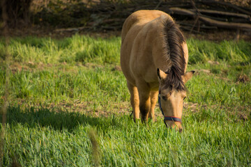 jasnobrązowy koń pasący się na pastwisku