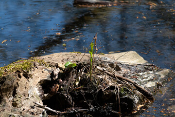 Im Wald, der Natur, zur Freude am Farben, Pflanzen, Bäumen und Jahreszeiten.
In the forest, in nature, to enjoy colors, plants, trees and the seasons