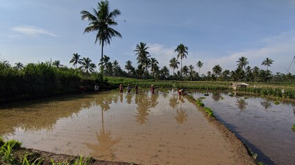 rice field