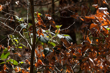 Im Wald, der Natur, zur Freude am Farben, Pflanzen, Bäumen und Jahreszeiten.
In the forest, in nature, to enjoy colors, plants, trees and the seasons