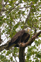 Bald eagle at White Rock Lake, Dallas, Texas.