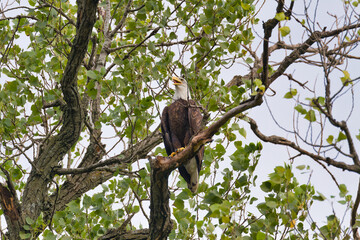 Bald eagle at White Rock Lake, Dallas, Texas.