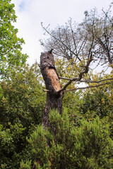 Foresta e sottobosco con tronco seccato e cielo
