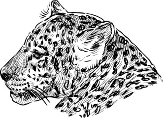 Hand drawing of head wild leopard