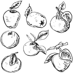a set of apple sketches. hand drawing. print for fabric and wrapping paper