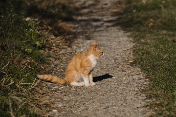 Lonely mongrel cat outside. Sitting on country road and looking away, profile view. There's grass all around.Homeless street striped red kitten with white breast.