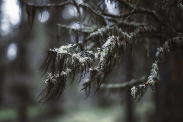 A mixture of black and white medicinal mosses and lichens (Usnea Utilissima Stirt) sprouted on dry cedar tree branches in a depth of a Khakass taiga forest, selective focus, shallow depth of field