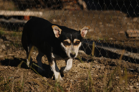 Small Cute Mongrel Dog Of Black And Red With Tan Color. Mixed Breed Dog Walks On Ground In Search Of Food. Dog Emotions And Body Language.