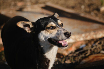 Small cute mongrel dog of black and red with tan color. Mixed breed dog looks ahead with brown eyes and smiles with tongue sticking out. Dog's happiness emotions and body language.