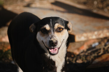 Small cute mongrel dog of black and red with tan color. Mixed breed dog looks ahead with brown eyes and smiles with tongue sticking out. Dog's happiness emotions and body language.
