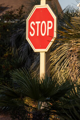 Stop sign surrounded by palm trees in South Carolina, USA