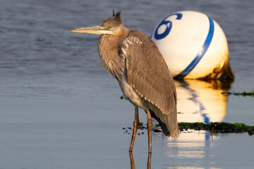 Great Blue Heron on shoreline