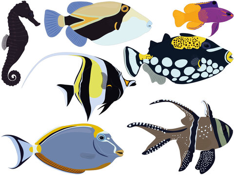 Aquarium tropical fish types seahorse, moorish idol, gramma collection vector illustration