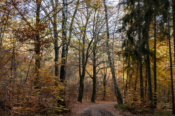 Im Wald, der Natur, zur Freude am Farben, Pflanzen, Bäumen und Jahreszeiten.
In the forest, in nature, to enjoy colors, plants, trees and the seasons