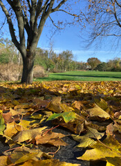 Large maple American natural landscape 02