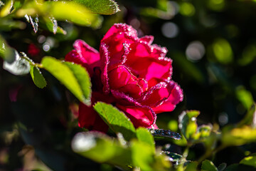 red rose with water drops