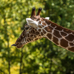 Girafe mangeant à Saint-Aignan, Loir-et-Cher, France