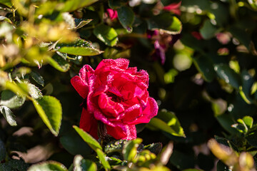 pink rose bush