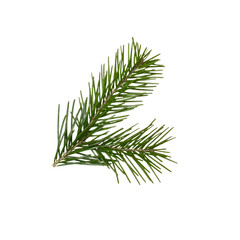 Green branch of a coniferous tree plant on a white isolated background. Isolate the branches of the Christmas tree.