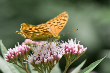Closeup or macro of a butterfly on a pink flower