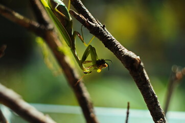 The female praying mantis devouring wasp. The female mantis religios. Predatory insects.