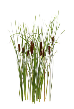 Beautiful reeds with catkins on white background