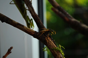 The female praying mantis devouring wasp. The female mantis religios. Predatory insects.
