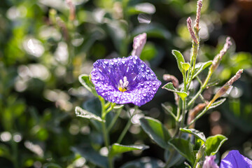 butterfly on a flower
