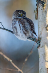 Eurasian Pygmy Owl