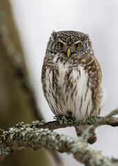 Eurasian Pygmy Owl