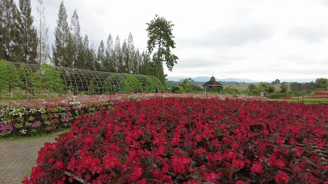 11,Nov,2021,pakchong Thailand,A large beautiful flower garden where groups of tourists visit during the winter of Pak Chong District in Thailand